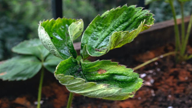 عواملی که در جذب کلسیم توسط گیاه موثراند